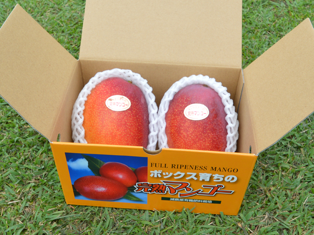 茨城県桜川市産　長島さんの完熟アップルマンゴー　１ｋｇ（２〜３ヶ）入り []