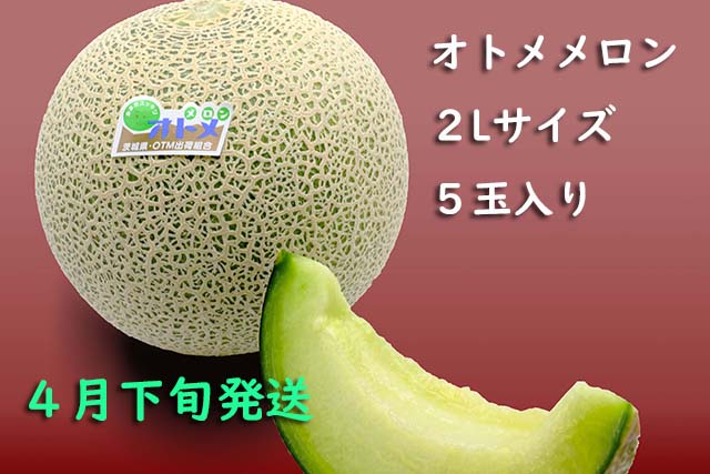 オトメメロン2Ｌ　5玉入り　4月下旬 [melon2l-2]