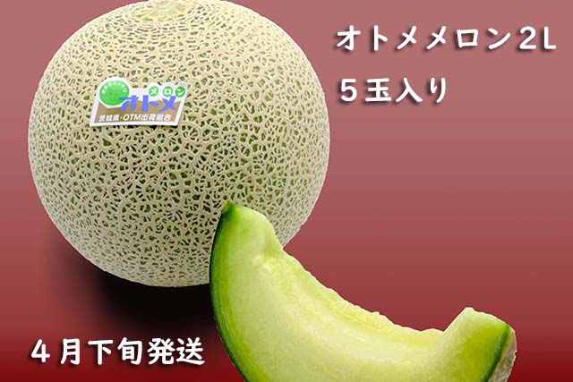 オトメメロン2Ｌ　5玉入り　4月下旬[melon2l-2]